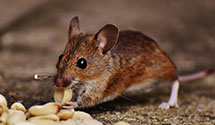 24 Hour & Emergency Exterminators in Presidio Mtry, CA